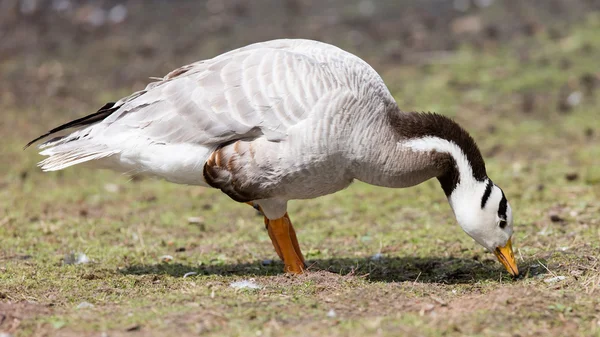 Bar-headed goose (Anser indicus) — Stock Photo, Image