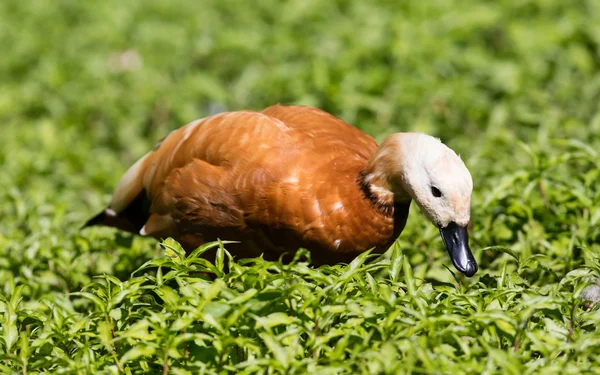 Rötliche Ente im Gras — Stockfoto