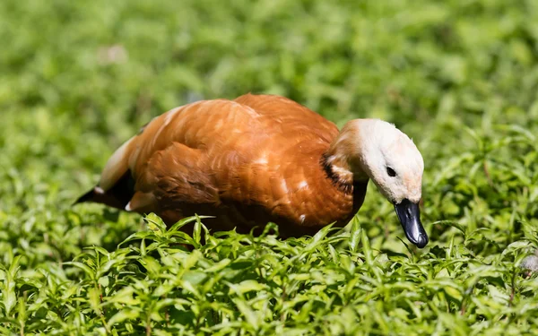 Ruddy shelduck en la hierba — Foto de Stock