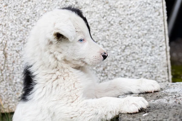 Filhote de cachorro Border Collie em uma fazenda — Fotografia de Stock