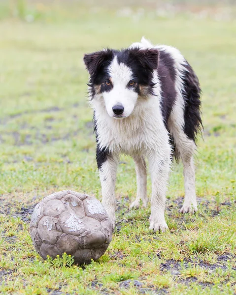 Figlarny Border collie — Zdjęcie stockowe