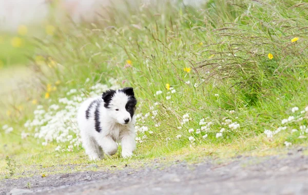 Kleine Border Collie pup op een boerderij — Stockfoto