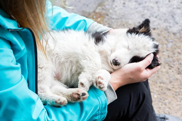Kleine Bordercollie puppy in de armen van een vrouw — Stockfoto