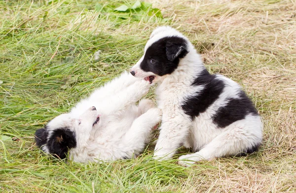 Twee speelse Border Collie puppies — Stockfoto