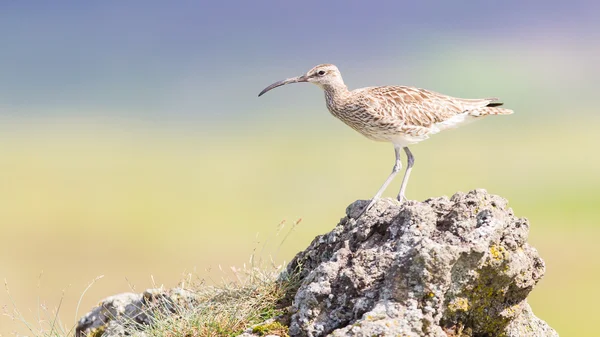 Regenbrachvogel in Island — Stockfoto