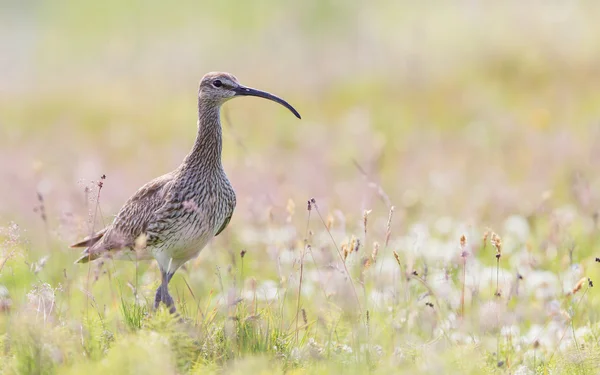 Regenbrachvogel in Island — Stockfoto