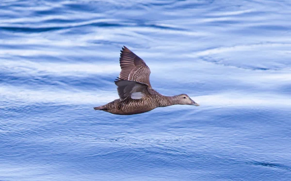 Common Eider flying over water — Stock Photo, Image