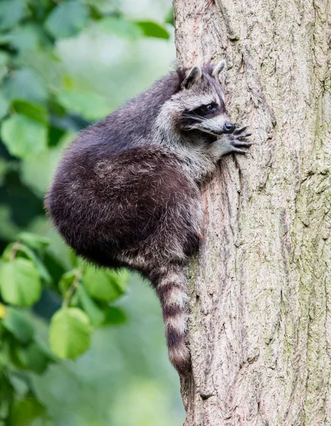 Racoon escalando uma árvore — Fotografia de Stock