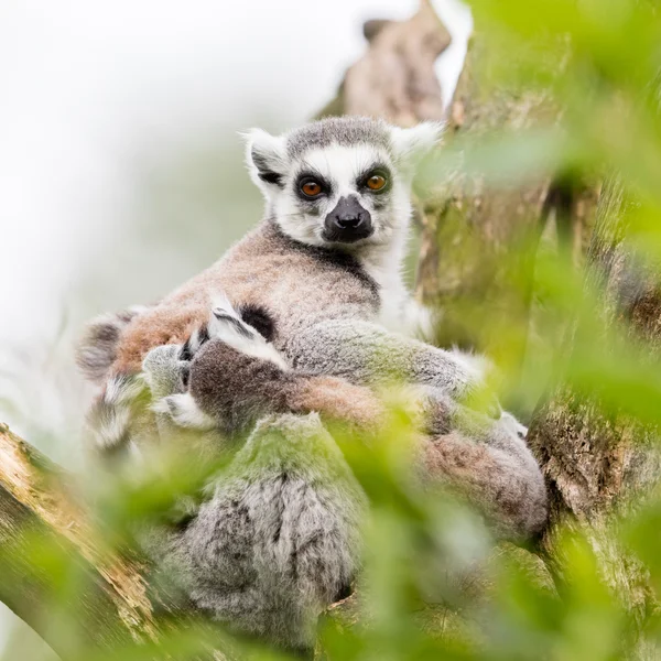 Lémur cola anillada (Lemur catta) — Foto de Stock