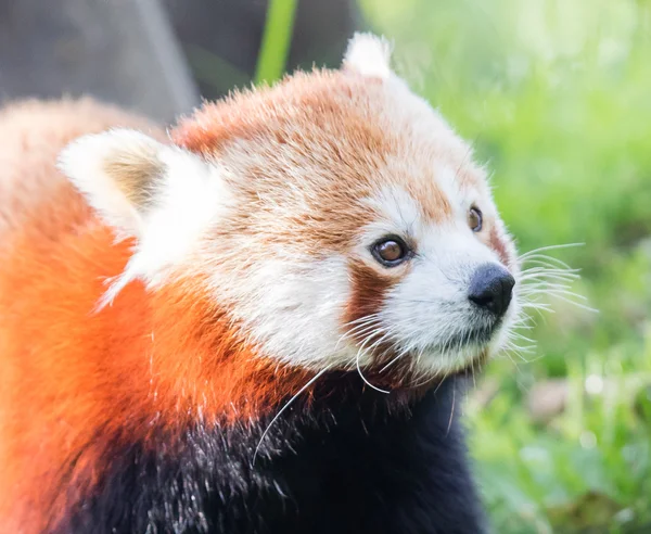 The Red Panda, Firefox or Lesser Panda — Stock Photo, Image