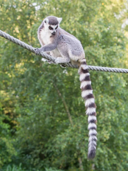 Halka kuyruklu lemur (Lemur catta) — Stok fotoğraf