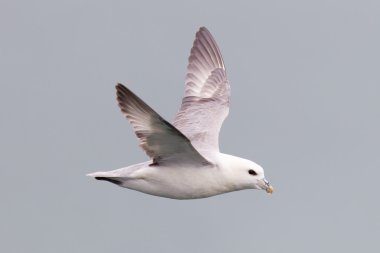 Fulmar, Fulmarus glacialis