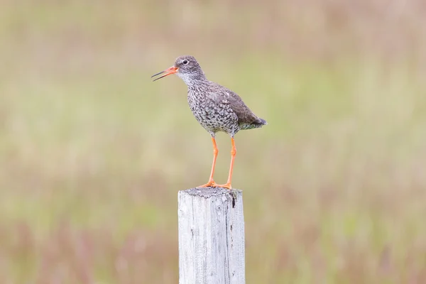 Redshank em um polonês — Fotografia de Stock