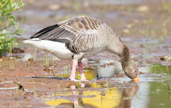 Graugans trinkt in einem Nationalpark in Island — Stockfoto