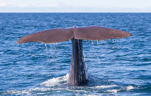 Tail of a Sperm Whale diving — Stock Photo, Image