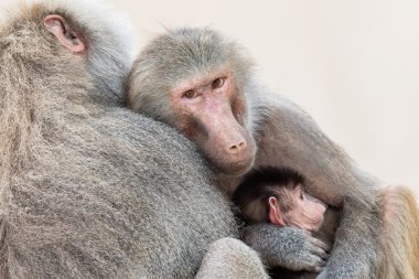 Family of baboons sitting very close together clipart