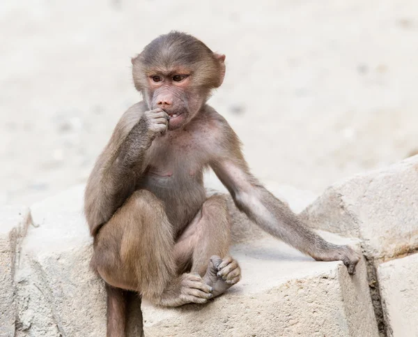 Bebé babuino sentado en una roca —  Fotos de Stock