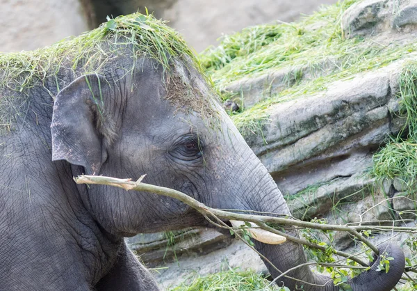 Elefante asiático jogar — Fotografia de Stock