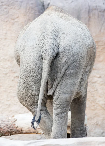 Piel y cola de elefante africano — Foto de Stock