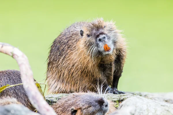 Myocastor coypus, single mammal — Stock Photo, Image