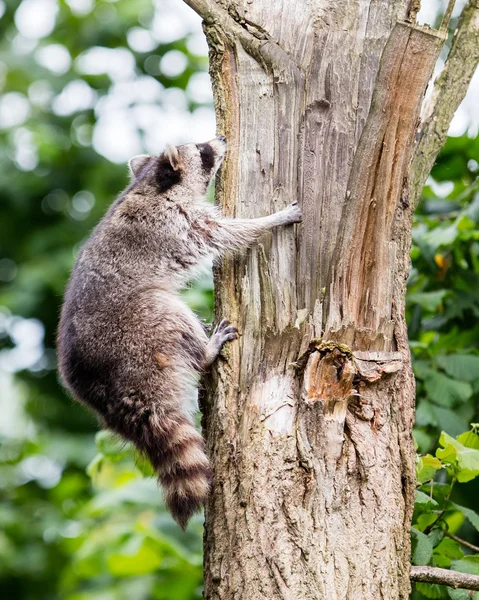 Racoon escalando uma árvore — Fotografia de Stock