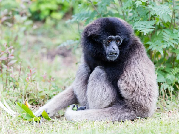 Adult white handed gibbon — Stock Photo, Image