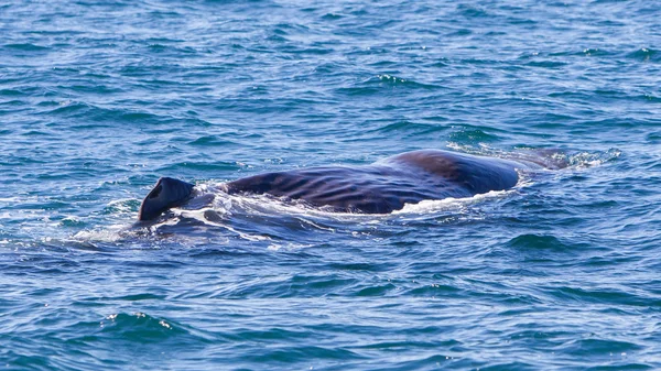 İzlanda yakınındaki büyük Sperm balina — Stok fotoğraf