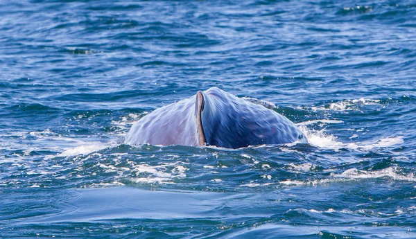 Grande baleia esperma perto da Islândia — Fotografia de Stock