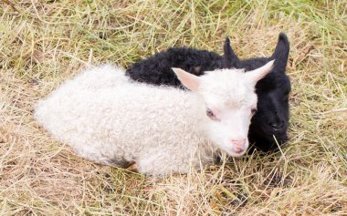 Çimenlerin üzerinde - siyah ve beyaz dinlenme küçük yeni doğan kuzular