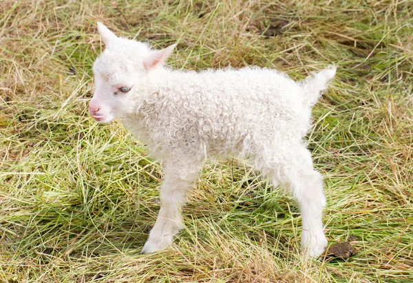 Lilla nyfödda lamm stående på gräset — Stockfoto