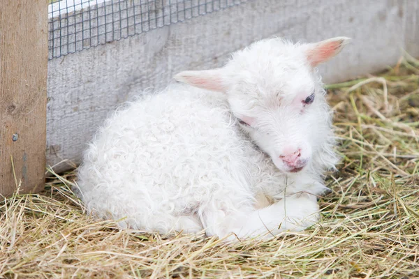 Lilla nyfödda lamm vilar i gräset — Stockfoto