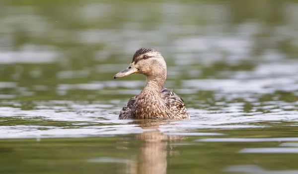 Kachna divoká kachna ženské plavání na vodě — Stock fotografie