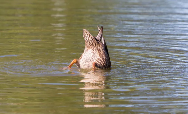 Mallard duck diving — Stock Photo, Image