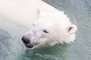 Bir polarbear (icebear yakın çekim)