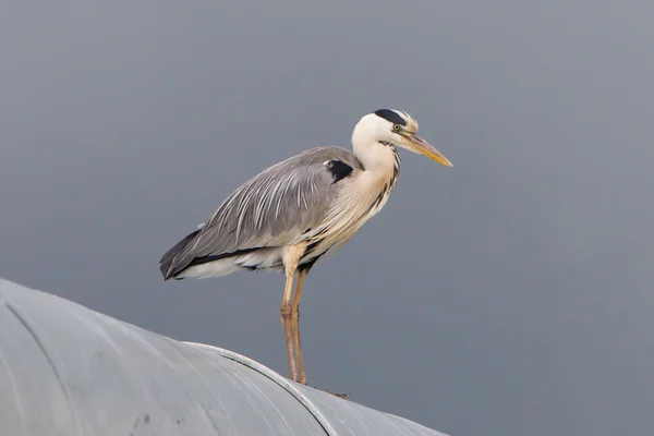 Blauwe reiger op een dak — Stockfoto