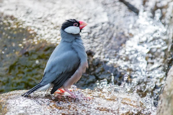 Java sparrow (Lonchura oryzivora) — Stock Photo, Image