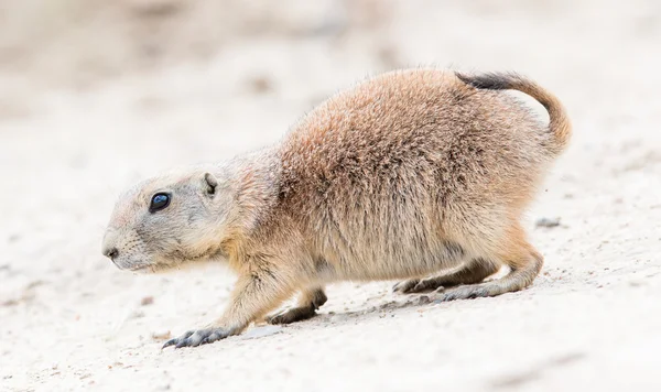 Black-Tailed Prairiehond in zijn natuurlijke habitat — Stockfoto