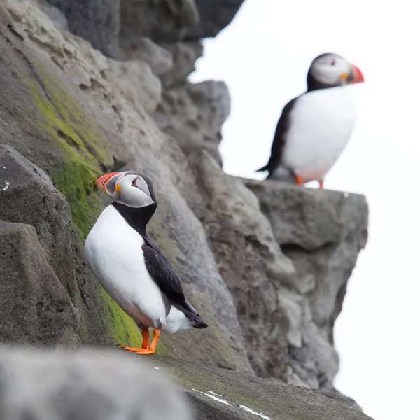 Puffin colorido aislado en ambiente natural —  Fotos de Stock