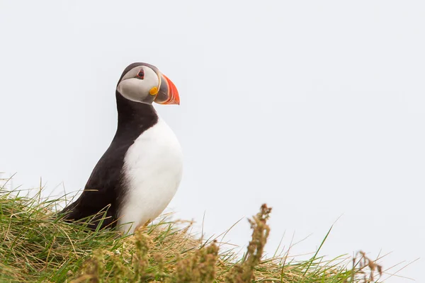 Барвисті Puffin ізольовані в природному середовищі — стокове фото