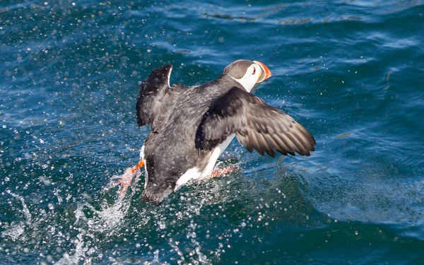 Atlantic Puffin (Fratercula arctica) flying low above water — Stock Photo, Image