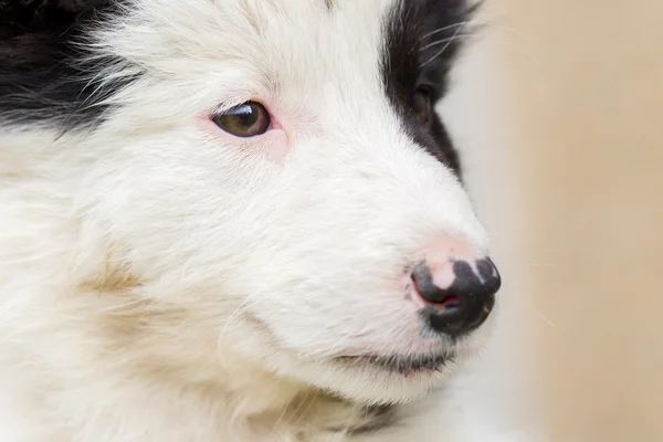 Kleine Border Collie pup op een boerderij — Stockfoto