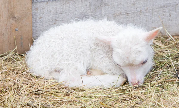 Lilla nyfödda lamm vilar i gräset — Stockfoto