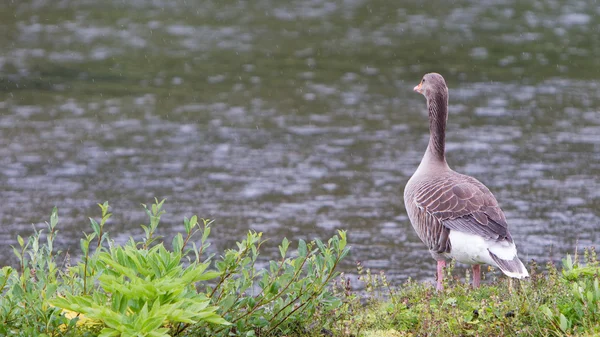 Greylag Goose in un parco nazionale in Islanda — Foto Stock