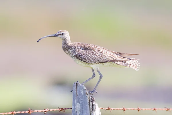 Whimbrel en Islandia — Foto de Stock