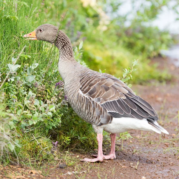 Greylag Goose eating in a national park in Iceland — Stock Photo, Image