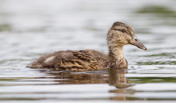 Jonge mallard duck, jonge — Stockfoto
