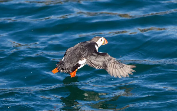 Puffin Atlántico (Fratercula arctica) volando bajo sobre el agua — Foto de Stock