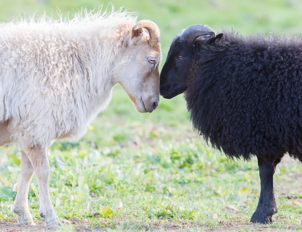 Svart och vitt får på bete - Concent av kärlek — Stockfoto