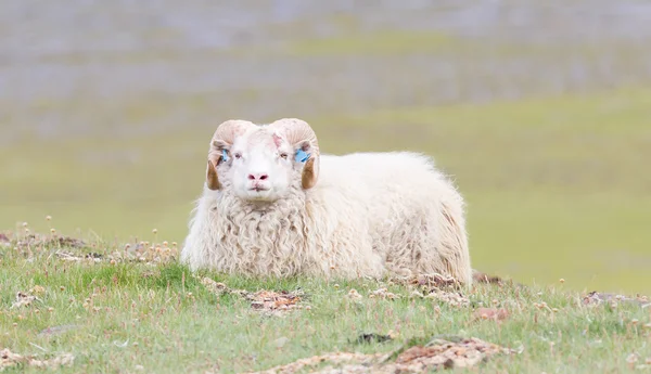 One Icelandic big horn sheep — Stock Photo, Image