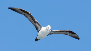 Genç Kuzey Gannet (Morus bassanus) uçuş